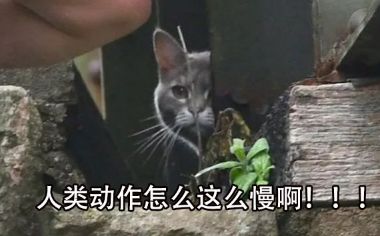 别不信！这只“蠢猪”才是散人玩家的发财树？